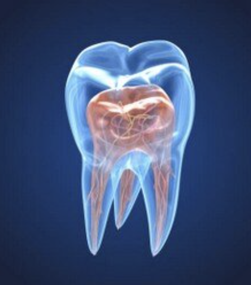 immagine della polpa dentale